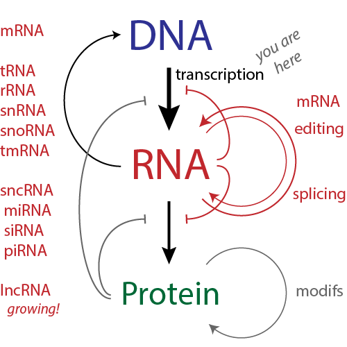 Central Dogma Revisited