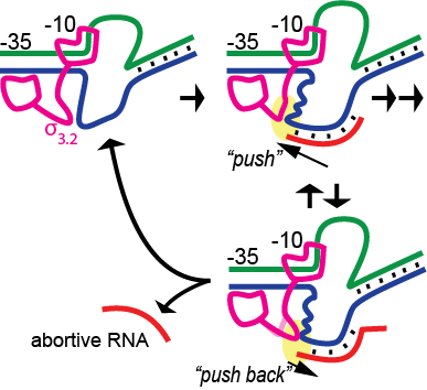 E coli RNA polymerase hybrid push model