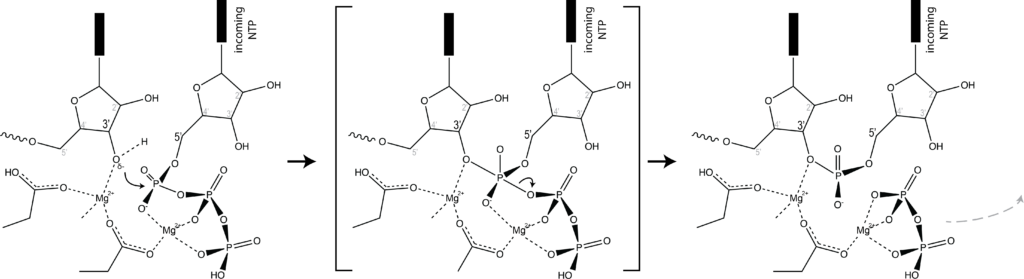 Illustrate the active site and its function