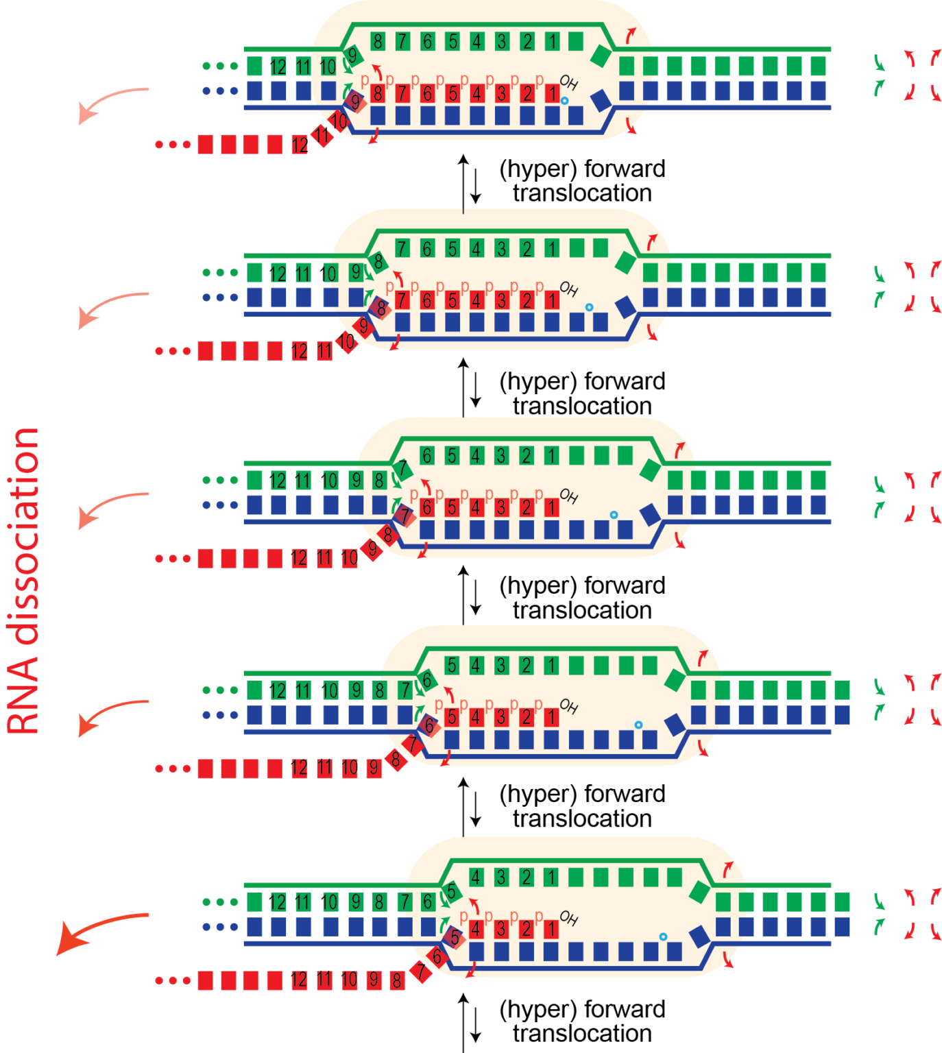 Mechanism and Structure - Martin Lab