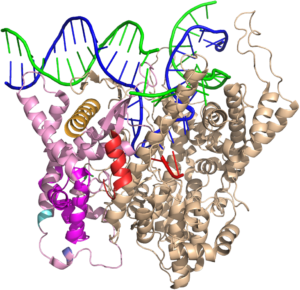 Crystal structure of T7 RNA polymerase bound to promoter DNA