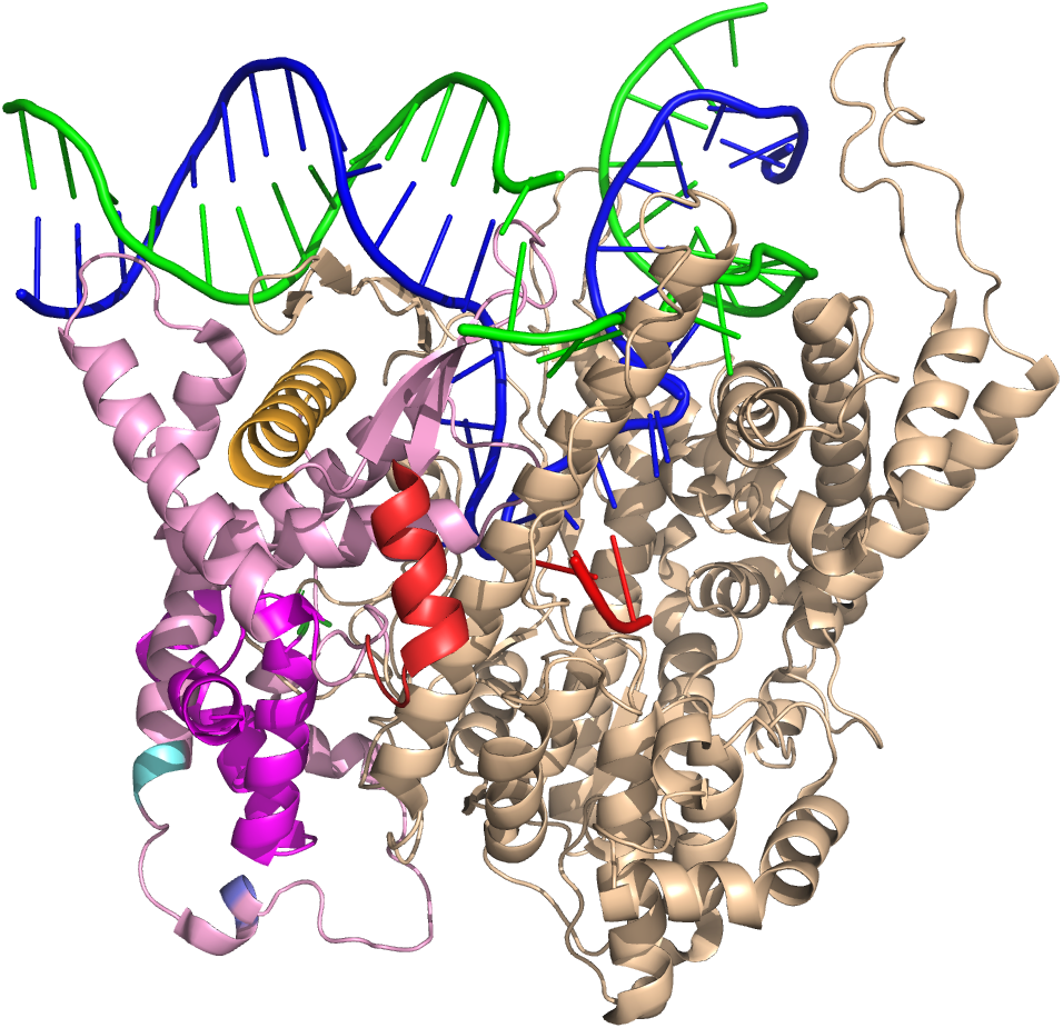 Crystal structure of T7 RNA polymerase bound to promoter DNA