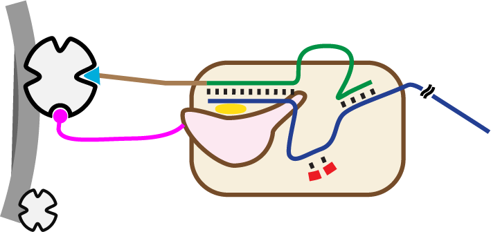 Co-tethering of DNA and RNA polymerase to a common support