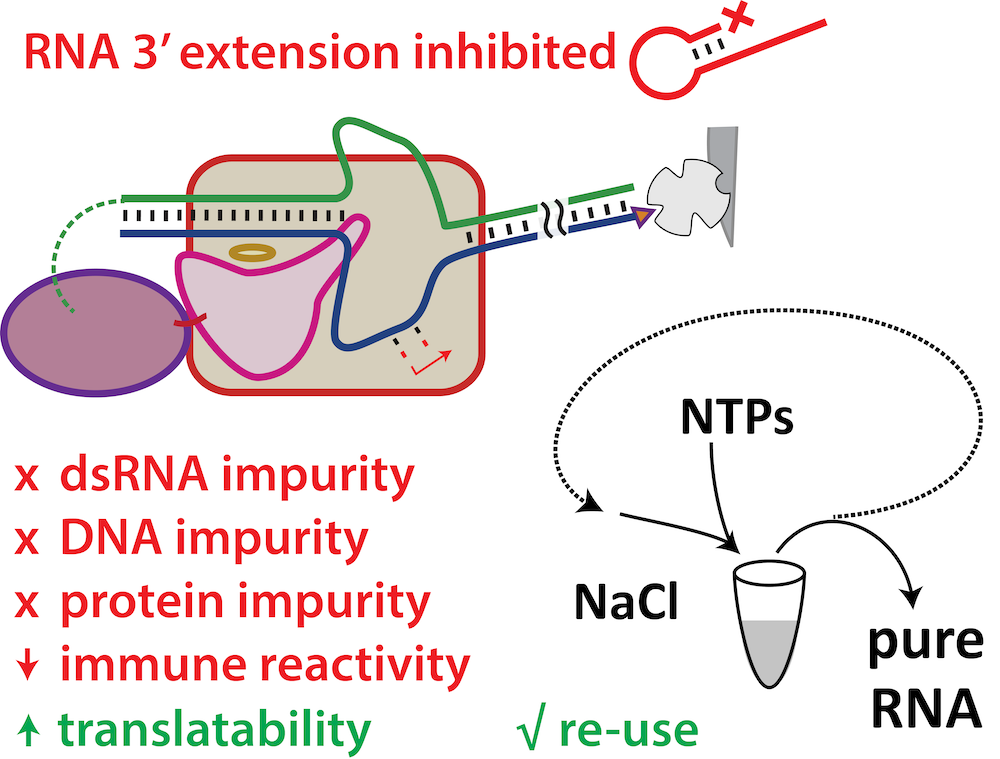 Rpna Lab A New Approach to RNA Synthesis: Immobilization of Stably and ...