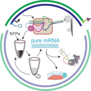 From plasmid to testing